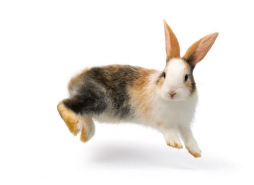 Amazing_Bunny_Leaps_How_High_Can_Rabbits_Jump__1__lvHpuxlLi