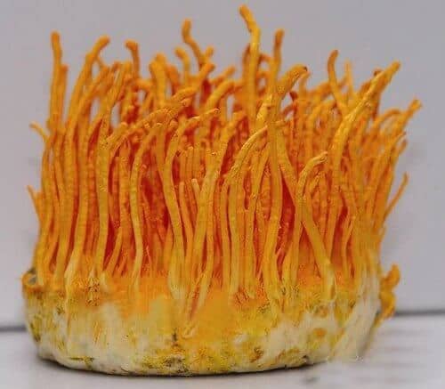 cordyceps-militaris