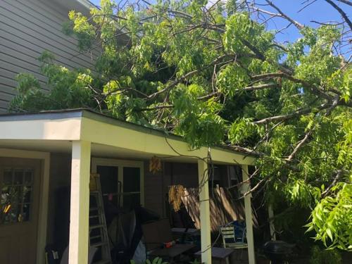 tree service San Antonio