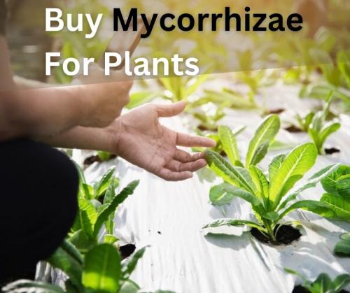 Buy Mycorrhizae For Plants