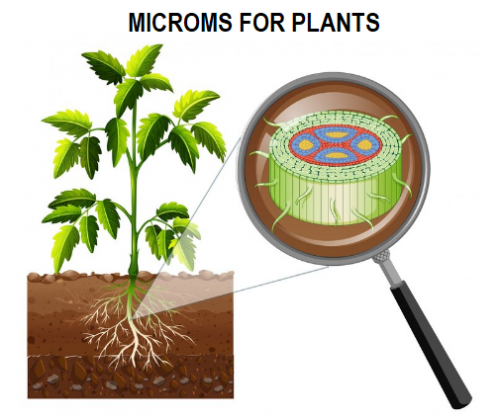 microm exporter