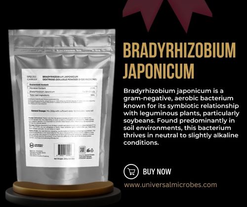 Bradyrhizobium Japonicum