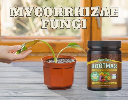 Mycorrhizae Fungi for plants