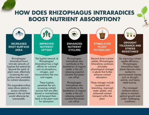 Rhizophagus Intraradices For Plants Growth