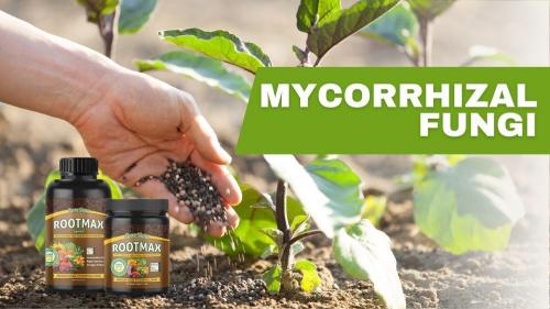 mycorrhizal-fungi for plants