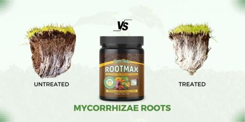 mycorrhizae for plant growth