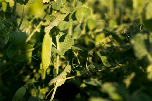 Bradyrhizobium Japonicum for Crops