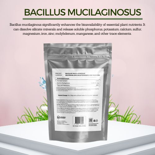 Bacillus Mucilaginosus for Plants