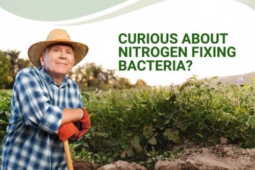 Using Nitrogen-Fixing Bacteria