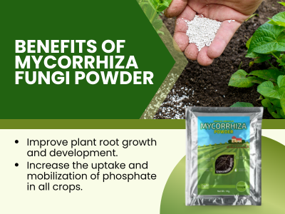 Neem Powder For Plants