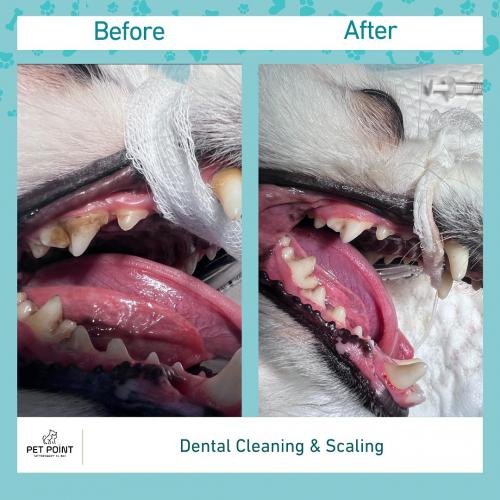 PetDentalCare