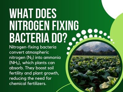 Nitrogen Fixing Bacteria