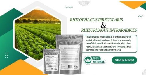 Rhizophagus Irregularis For Sale