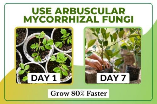 Arbuscular Mycorrhizal Fungi Products