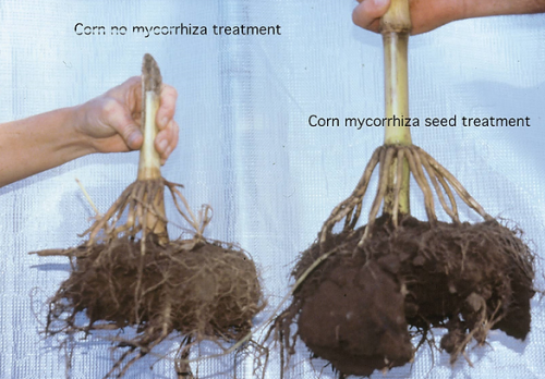 Arbuscular Mycorrhizal Fungi