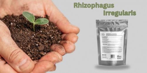 Rhizophagus Irregularis for Sale