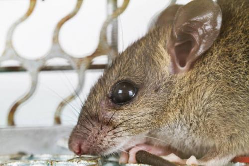 NÃ©cessaire Conseils Pour Traitant Rat Infestations Dans Le 94 Val-De-Marne