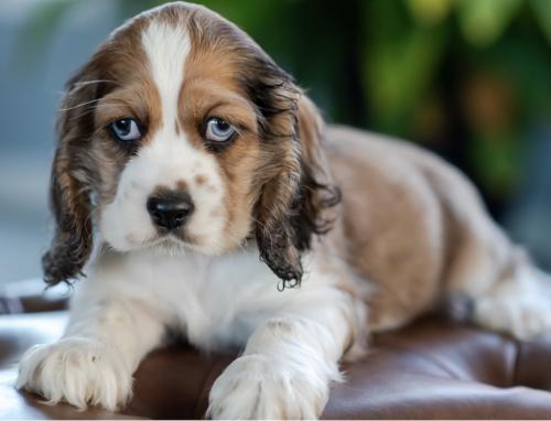 Nationwide Puppies – Find the Cutest Puppies for Sale Nationwide