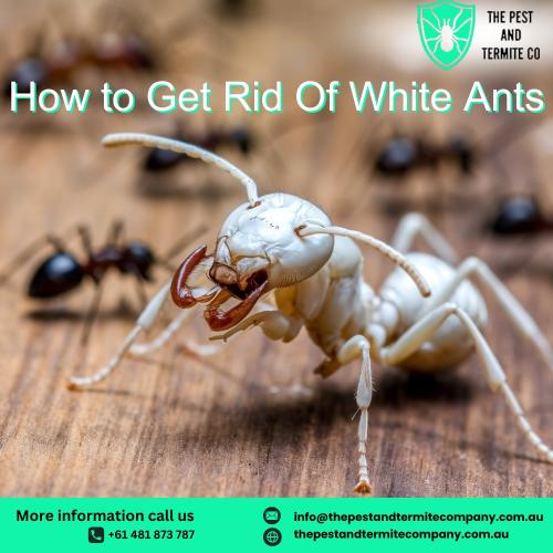 How to Get Rid of White Ants Effectively