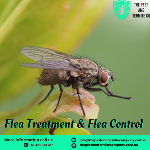 Professional Flea Treatment & Control | The Pest and Termite Co.
