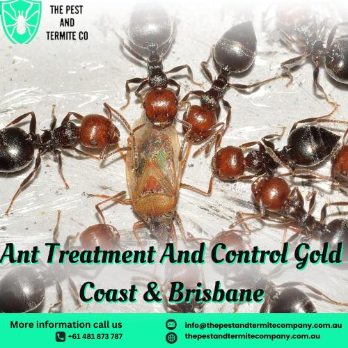 Effective Ant Treatments | The Pest and Termite Co