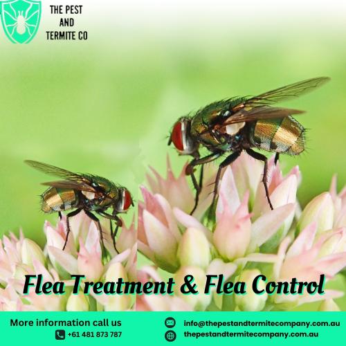 Effective Flea Control Services | The Pest and Termite Co