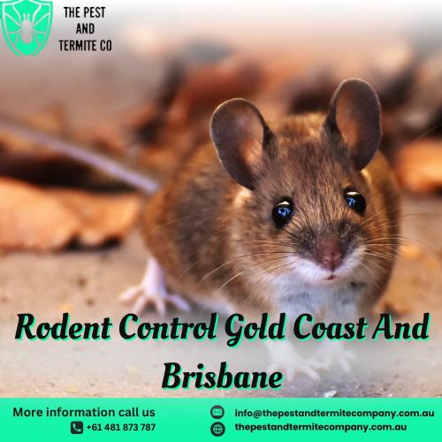 Expert Rodent Control & Treatment Services in Gold Coast & Brisbane | The Pest and Termite Co