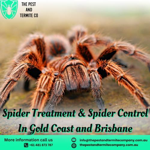 Professional Spider Treatments | The Pest and Termite Co