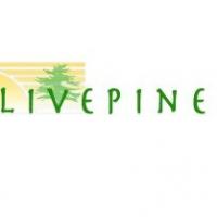 Live Pine