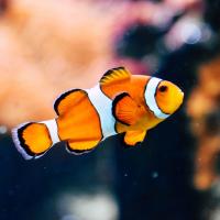 fishdesire