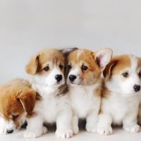 chihuahua puppies